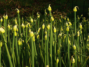 Perennial Egyptian Walking Onion zones 3-9 Organic -  Portugal