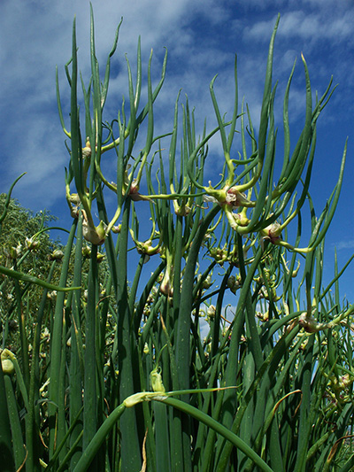 Perennial Egyptian Walking Onion zones 3-9 Organic -  Portugal