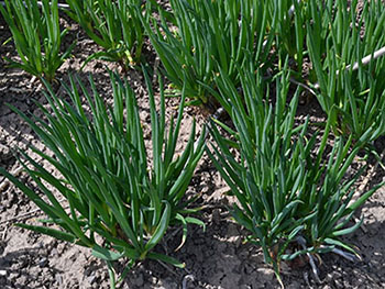 Perennial Egyptian Walking Onion zones 3-9 Organic -  Portugal