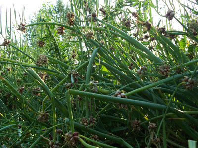 Perennial Egyptian Walking Onion zones 3-9 Organic -  Portugal