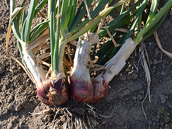 Perennial Egyptian Walking Onion zones 3-9 Organic -  Portugal