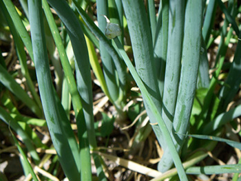 Perennial Egyptian Walking Onion zones 3-9 Organic -  Portugal