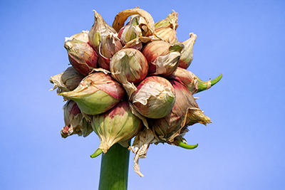 A typical cluster of Egyptian Walking Onion topsets.