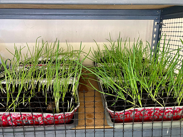 Egyptian Walking Onions growing indoors in containers.