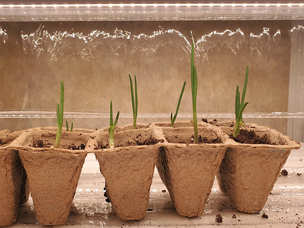 Egyptian Walking Onions growing like a weed.