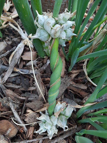 White Egyptian Walking Onion cluster forms a twisted branch to a second cluster.