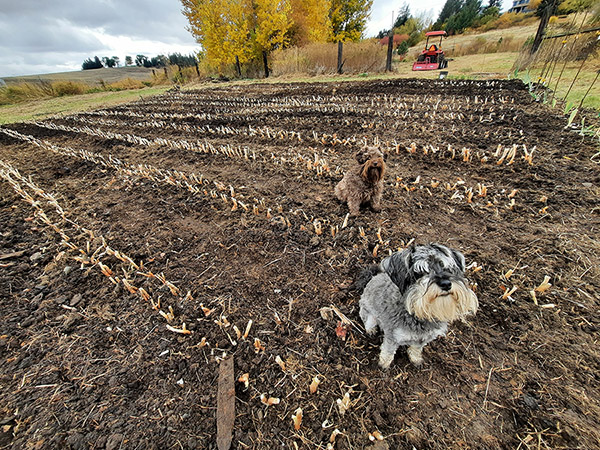 Chocolate and Buck on guard duty in the new Egyptian Walking Onion patch.