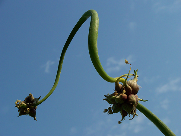 The first topset cluster branches to a second topset cluster.