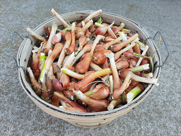 A basket of Egyptian Walking Onion ground bulbs.