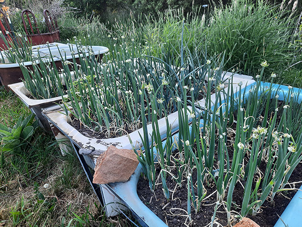 Egyptian Walking Onions growing in raised bed bathtubs.