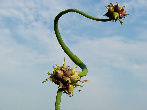 A secondary stalk branches to a second topset cluster.
