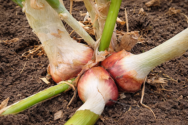 A clump that is not crowded produces bigger bulbs.