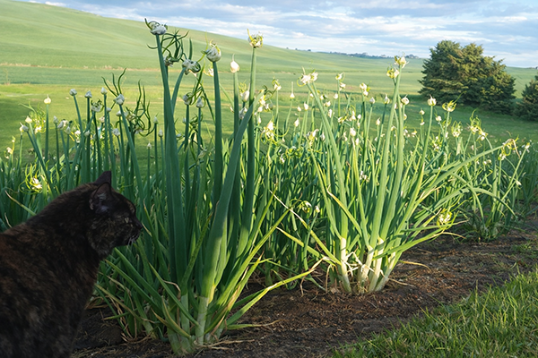 Wotsie surveys her Egyptian Walking Onion patch.