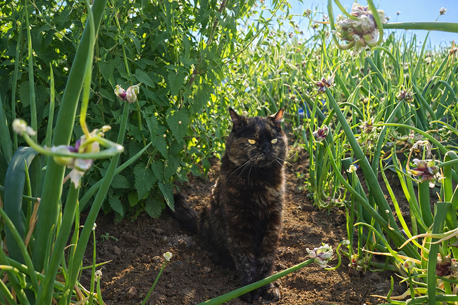 Jurmanji and Buck, Miniature Schnauzer guardians of the Egyptian Walking Onion patch.