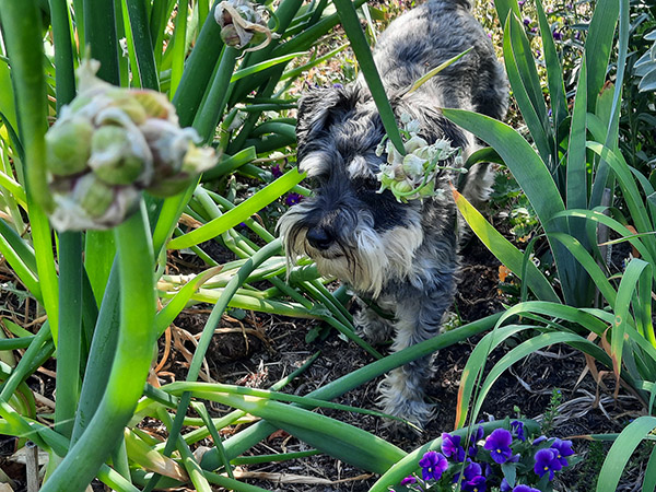 Buck is on patrol walking through the Egyptian Walking Onions.