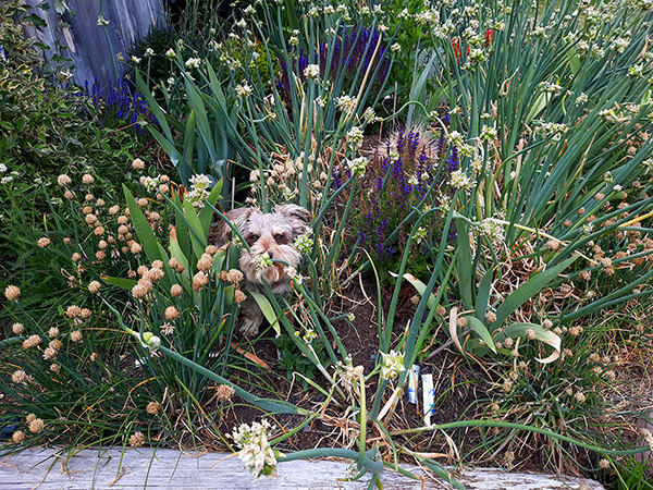 Cowboy inspects some topsets in his Egyptian Walking Onion patch.