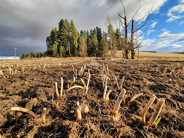 The golden topset stalks still attached to the dormant bulbs.
