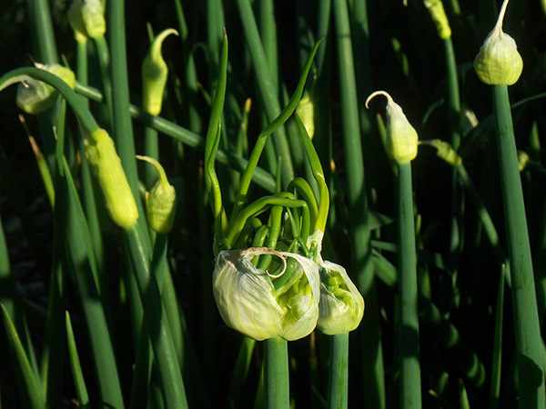 Topset leaves unfurl from a splitting spathe.