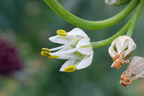 The tiny white, green striped, 6-petaled flower of the Egyptian Walking Onion.