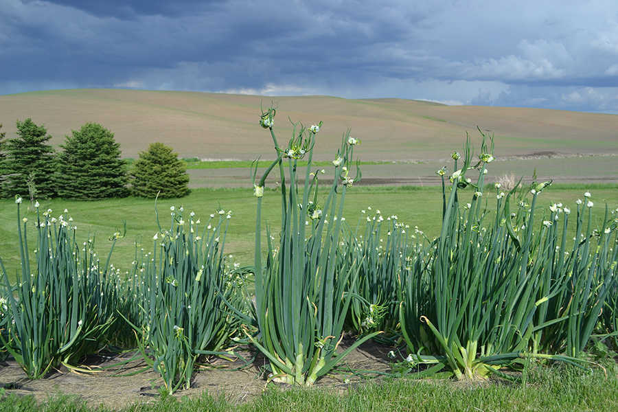 Large planted garden of Egyptian Walking Onions in rows.