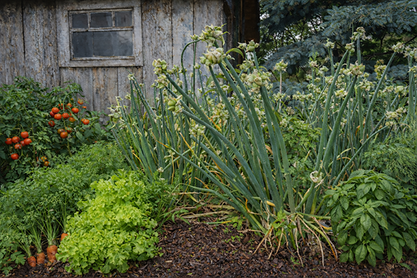 Egyptian Walking Onions in the garden.