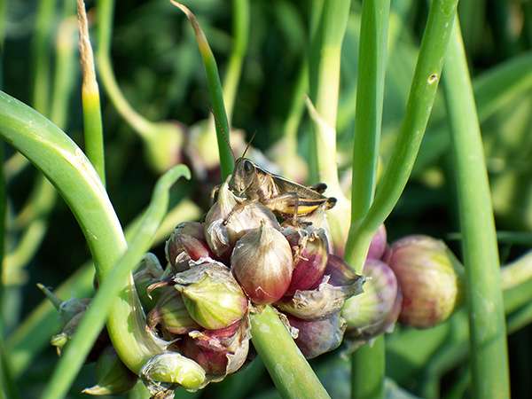 A grasshopper rests on some topsets in between meals.