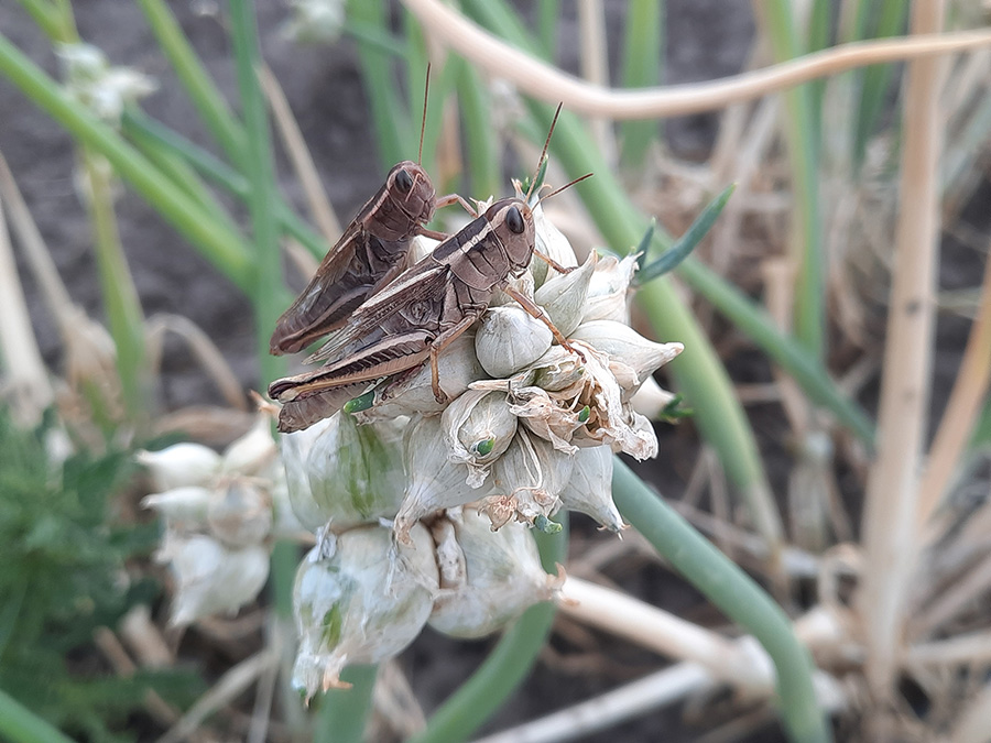 Grasshoppers like to munch on Egyptian Walking Onion stalks.