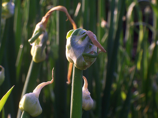 The hatching spathe revealing secondary scapes inside.