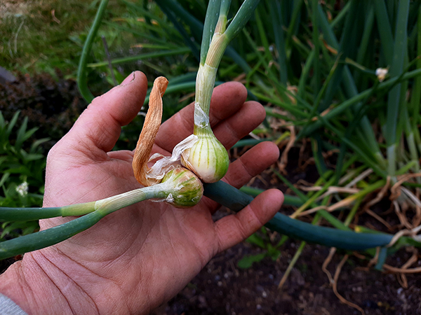 Two jumbo topsets of the red variety that are still growing.