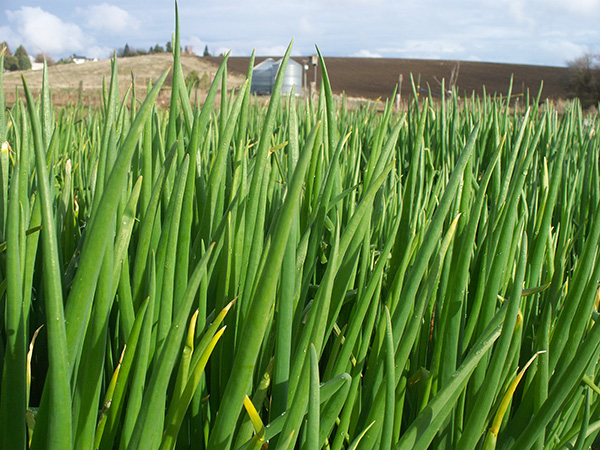 Egyptian Walking Onion leaves.