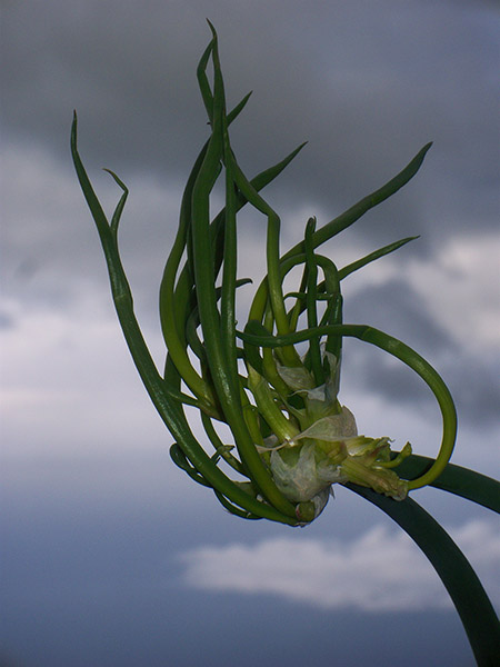 The Medusa Onion.