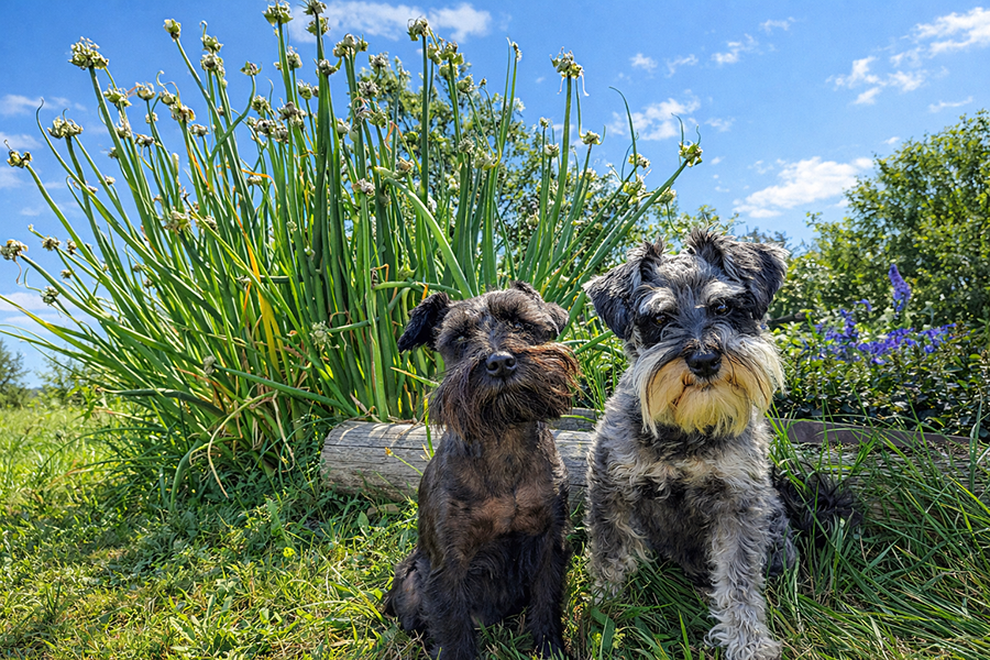 Jurmanji and Buck, Miniature Schnauzer guardians of the Egyptian Walking Onion patch.