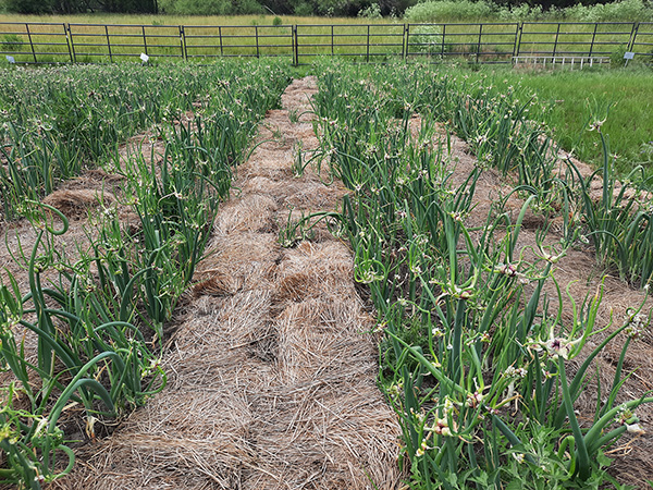 Hay mulch between the rows of Egyptian Walking Onions.