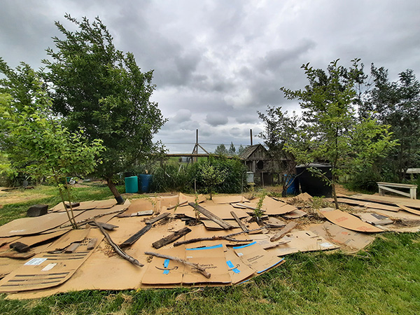 Cardboard laid out for a new Egyptian Walking Onion garden.