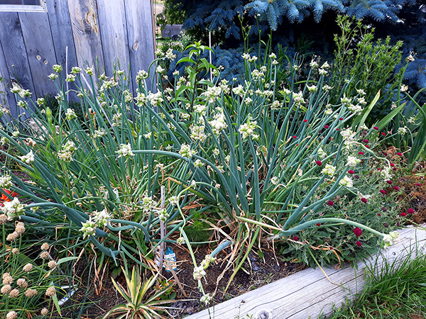 Clumps of white Egyptian Walking Onions in a perennial garden.