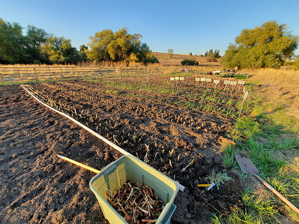 Planting Egyptian Walking Onion bulbs.