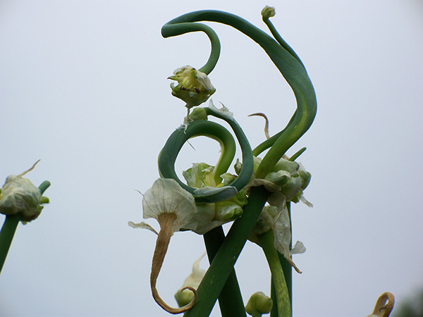 Secondary scapes unfurling from the open spathe.