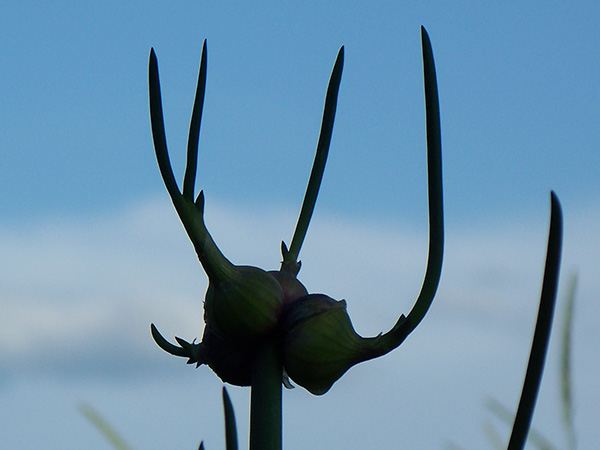 The Sky Onion.