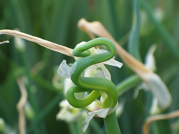 The snake onion lives up to its name.