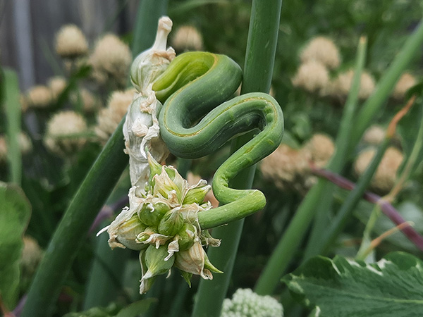 A coiled snake onion ready to strike.
