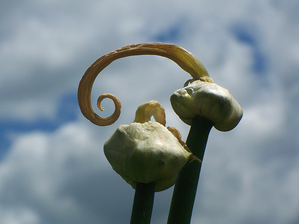 Paper capsules in a spiral protecting the growing topsets inside.