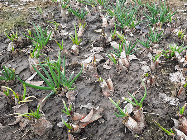 The perennial onion sprouts again!