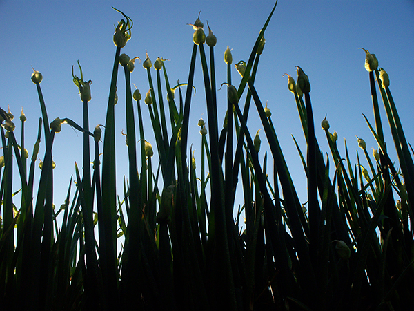 Sunlit Egyptian Walking Onion capsules looking like candle flames.