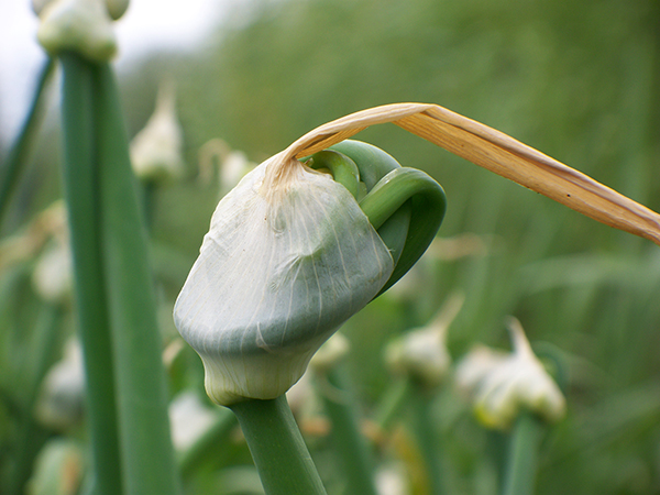 The papery capsule has opened to let the topset leaves out.