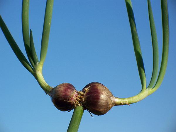 Red Egyptian Walking Onion topsets are complete plants in themselves.