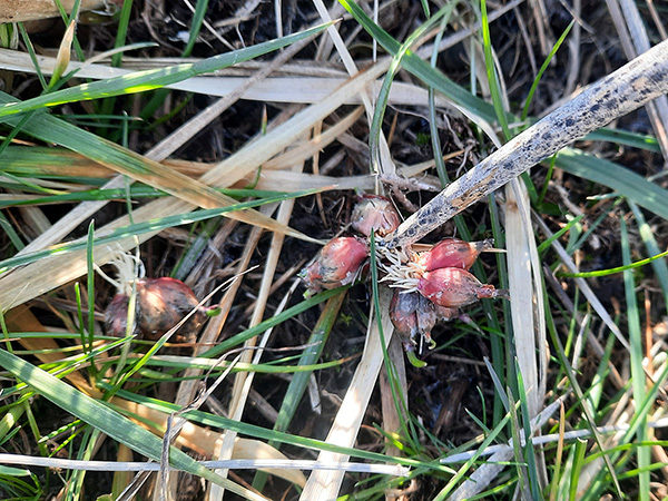 A fallen topset cluster growing roots.