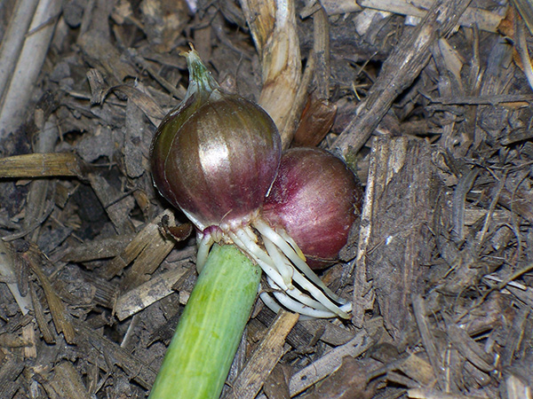 Egyptian Walking Onion topsets still on the stalk rooting where they landed.