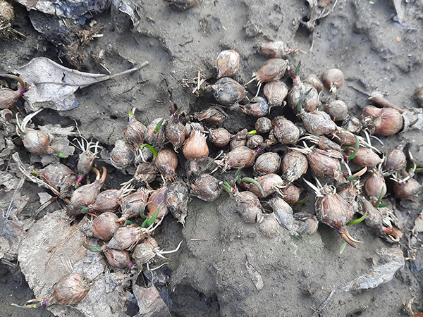 Egyptian Walking Onion topsets self-sowing.