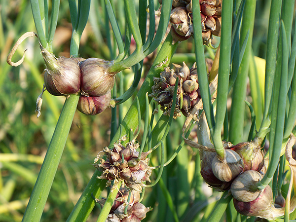 Egyptian Walking Onion red topsets.
