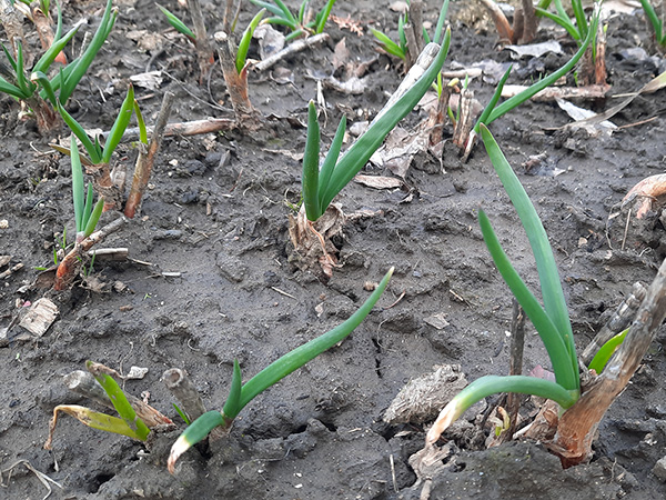 Fall planted Egyptian Walking Onion bulbs with growth in March.